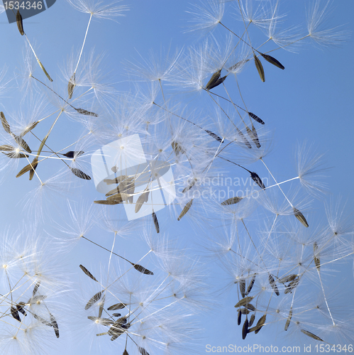 Image of dandelion seeds in blue back