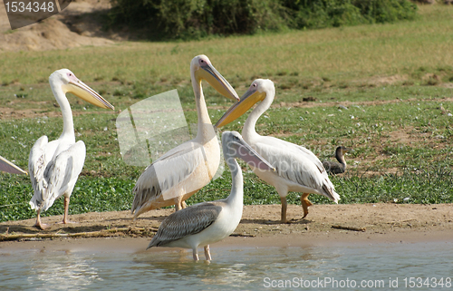 Image of Great White Pelicans in Africa