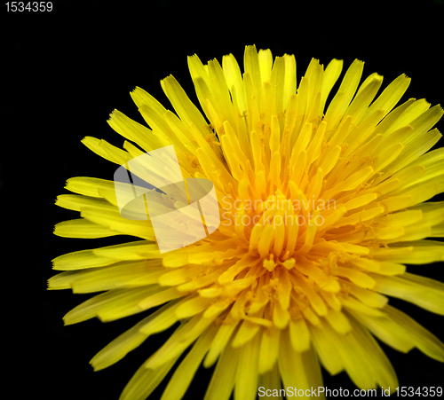 Image of dandelion detail