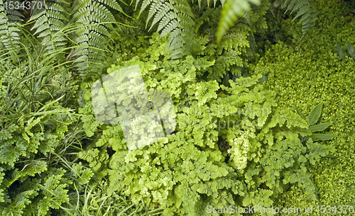 Image of flourish vegetation