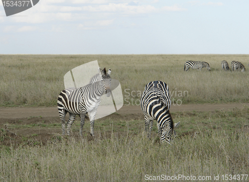 Image of Zebras in the savannah