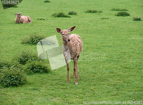 Image of Red Deers in green grassland