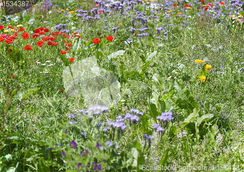 Image of flowering meadow