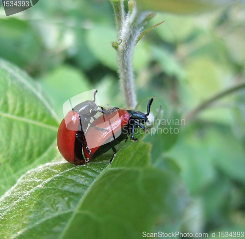 Image of copulating red beetles