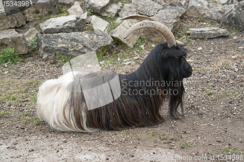 Image of Valais Blackneck goat resting on the ground