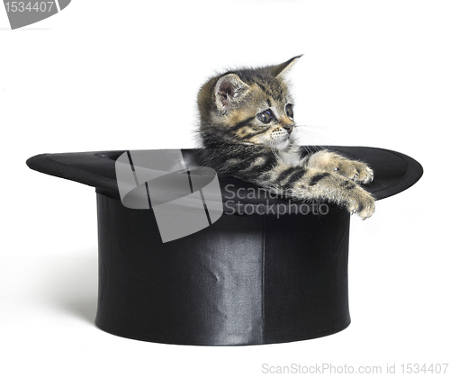 Image of cute kitten playing in a black top hat