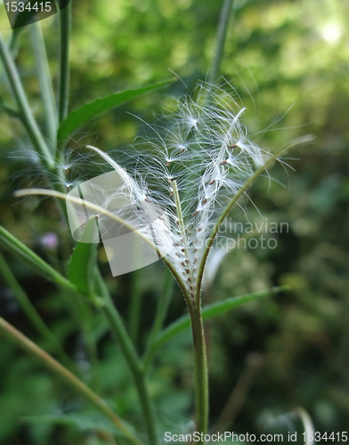 Image of fractal looking plant detail