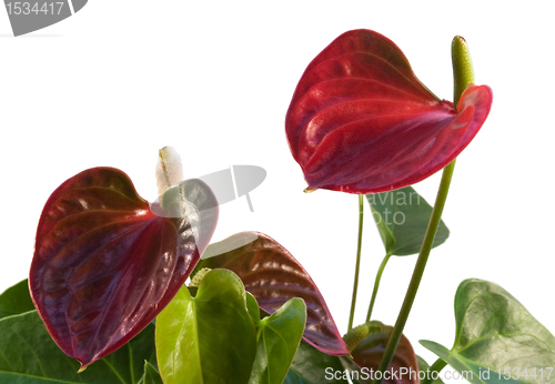 Image of red Flamingo Flower in white back