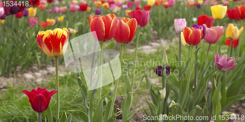 Image of colorful field of tulips