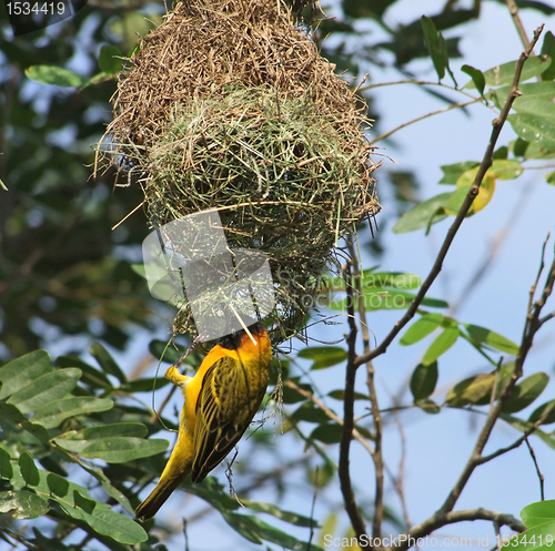 Image of Weaver Bird and nest in Africa