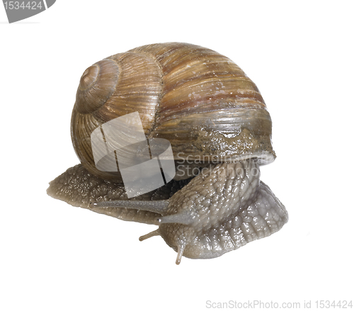 Image of backside of a grapevine snail