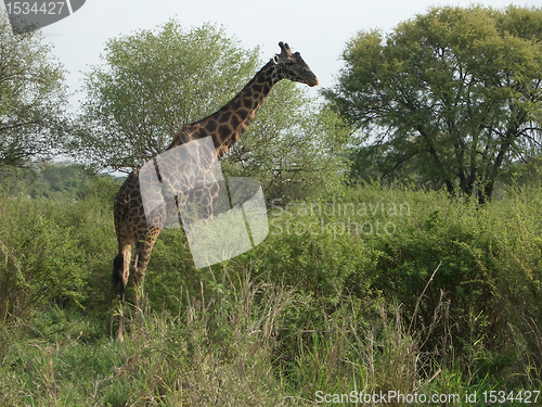 Image of Giraffe at feed
