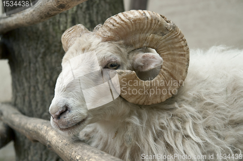 Image of sheep portrait