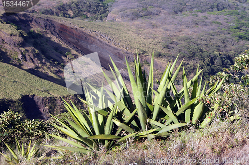 Image of Cactuses
