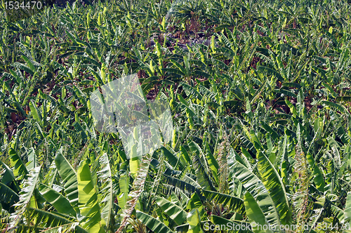 Image of Banana plantation