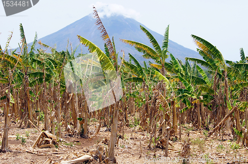 Image of Volcano and bananas