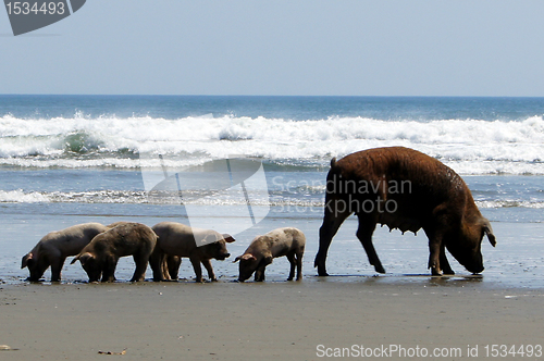 Image of Pigs