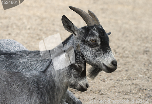 Image of Goat and her child