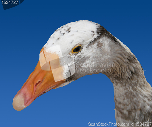 Image of Goose Head