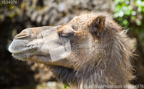 Image of animal camel