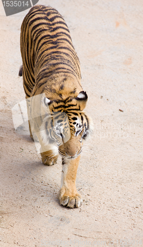 Image of wildlife tiger