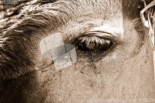 Image of antelope in a zoo