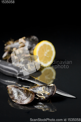 Image of raw mussel food