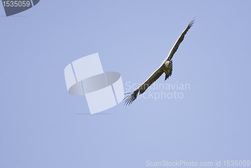 Image of vulture bird flying