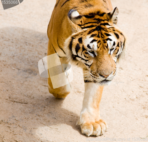 Image of wildlife tiger