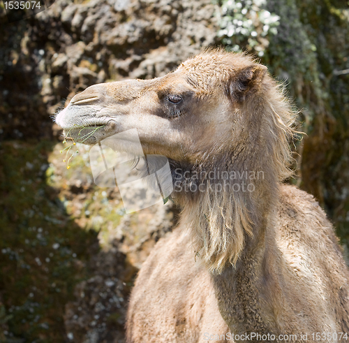 Image of animal camel