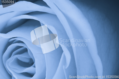 Image of blue rose close up