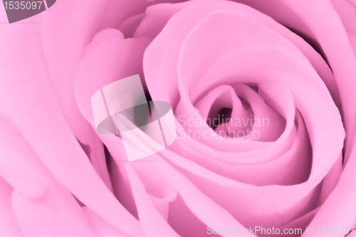 Image of pink rose close up