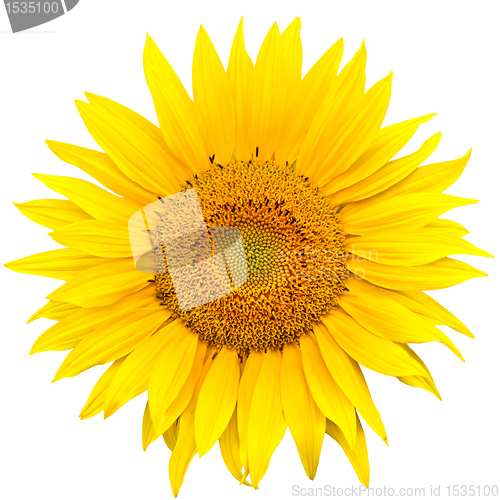Image of sunflower