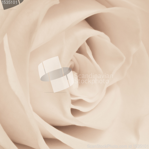 Image of white rose close up