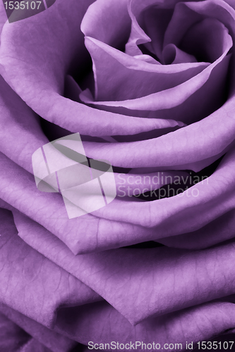 Image of violet rose