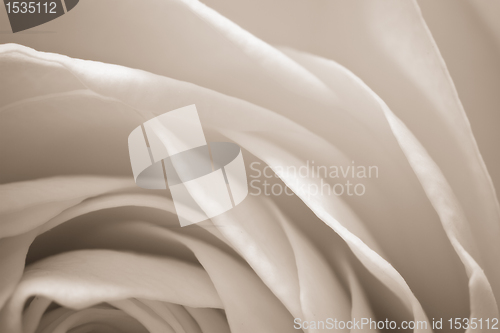 Image of white rose macro