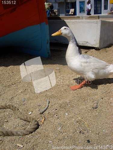 Image of The Goose