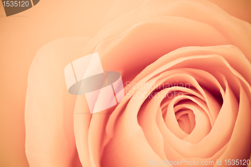 Image of orange rose macro