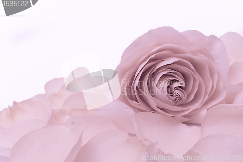 Image of pink rose macro