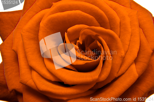 Image of orange rose