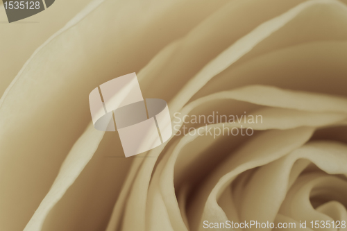 Image of white rose macro