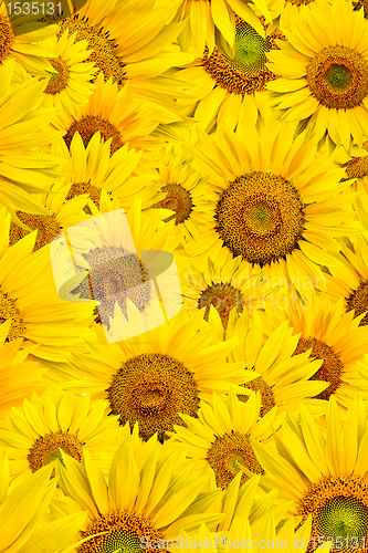Image of sunflower background