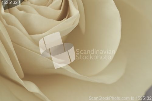 Image of white rose macro