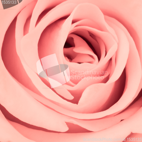 Image of pink rose close up