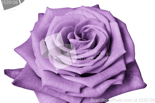 Image of violet rose