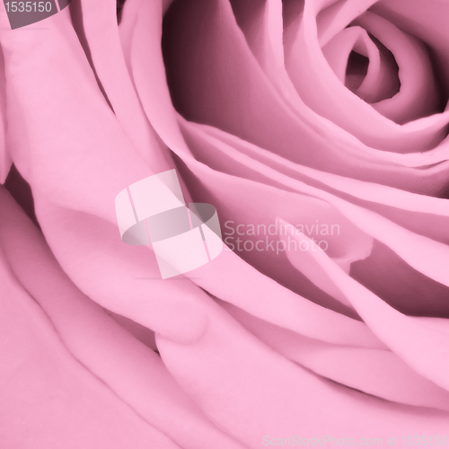 Image of pink rose close up