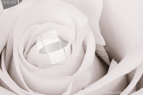 Image of white rose close up