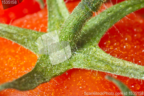 Image of tomato closeup