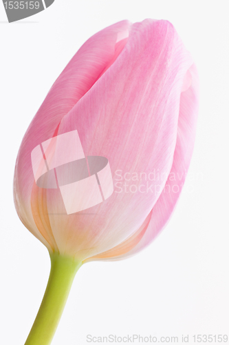 Image of pink tulips