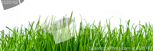 Image of green grass